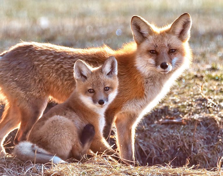 Vogue Goes Fur-Free In Landmark Decision, Redefining Luxury With Compassion