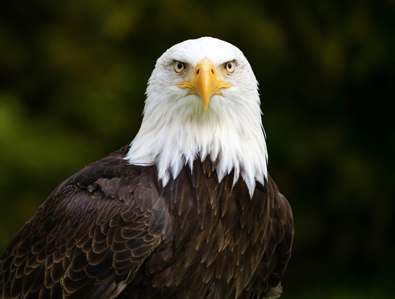 California Migratory Bird Act Signed Into Law, Protecting Critical Species Across The State