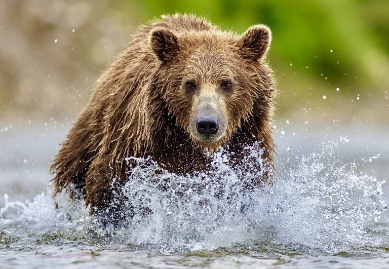 Urge President Trump To Rescind Approval Of 211-Mile Mining Road Through Alaskan Wilderness