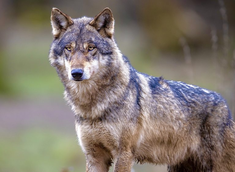 Victory! Court Blocks Washington State From Killing Member Of The Sherman Wolf Pack