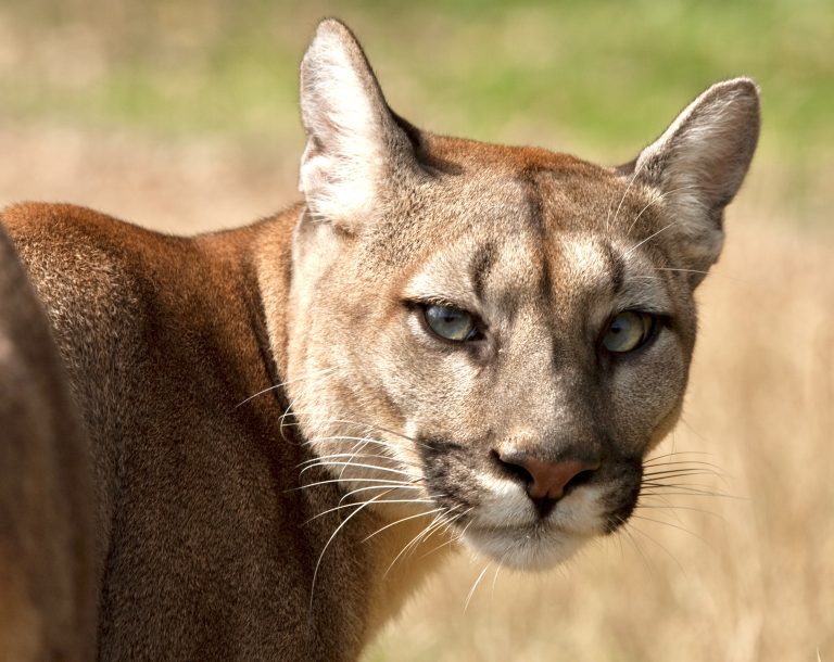 WANTED! $1,000 Reward Offered After Young Cougar Found Shot On Vancouver Island