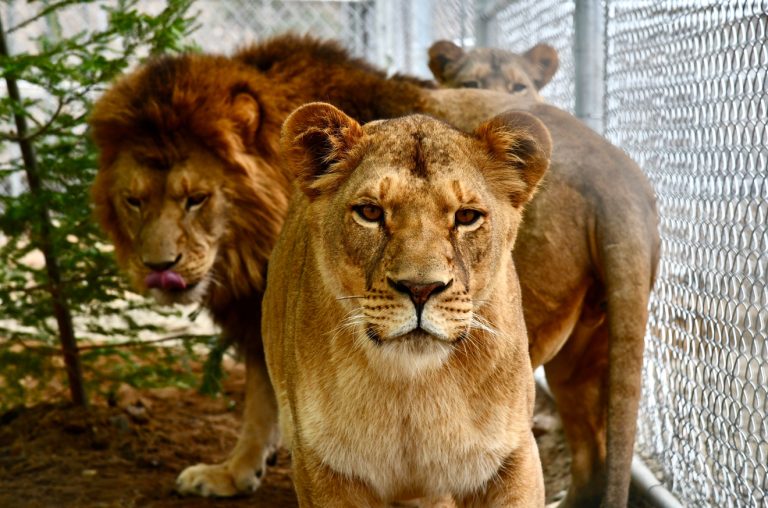 Six Lions Find Forever Sanctuary After Being Rescued From Roadside Zoo In Quebec