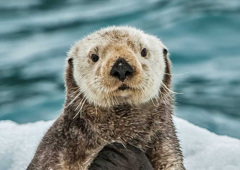 $7,500 Reward For Arrest & Conviction Of Sick Individual Who Tortured & Killed Sea Otter In Washington