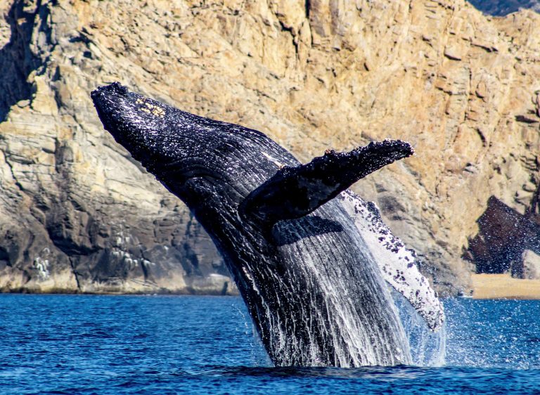 New Lawsuit Aims To Protect Endangered Whales Off The Coast Of California From Deadly Ship Strikes