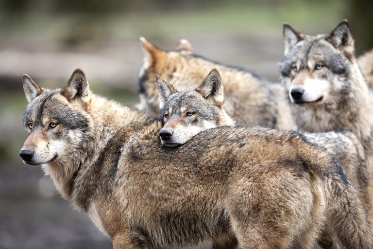 Devastating Loss: USFWS Kills Four California Gray Wolves In The Sierra Valley