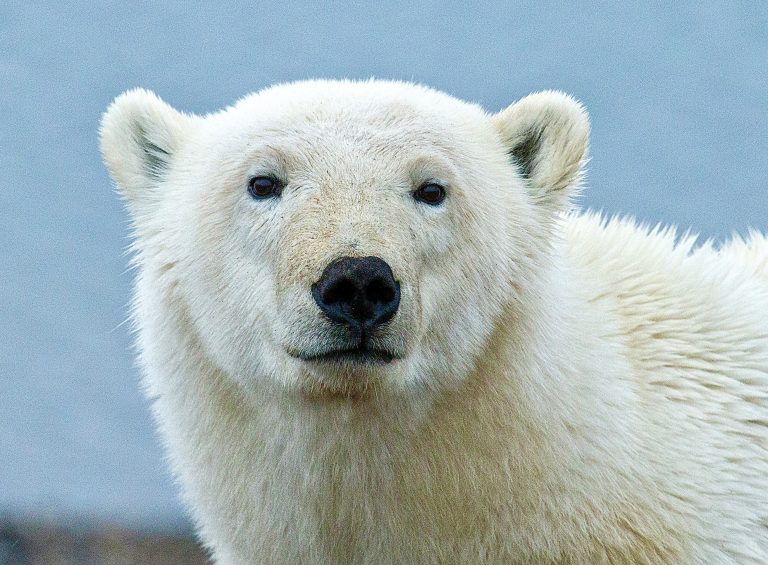 A Plea To President Trump To Save Alaska’s Wildlife Refuge: Halt Oil Leasing