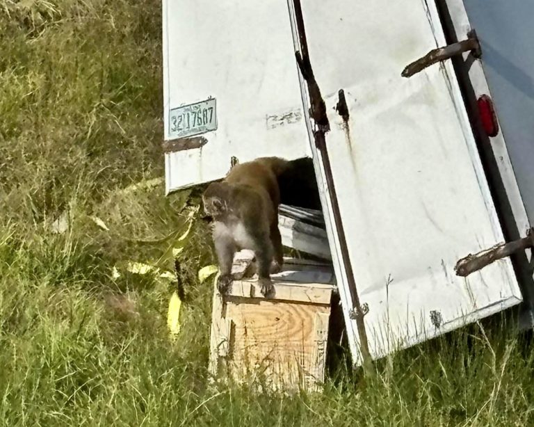Lab Monkeys Killed After Escaping Tragic Truck Crash In Mississippi; End Animal Testing!