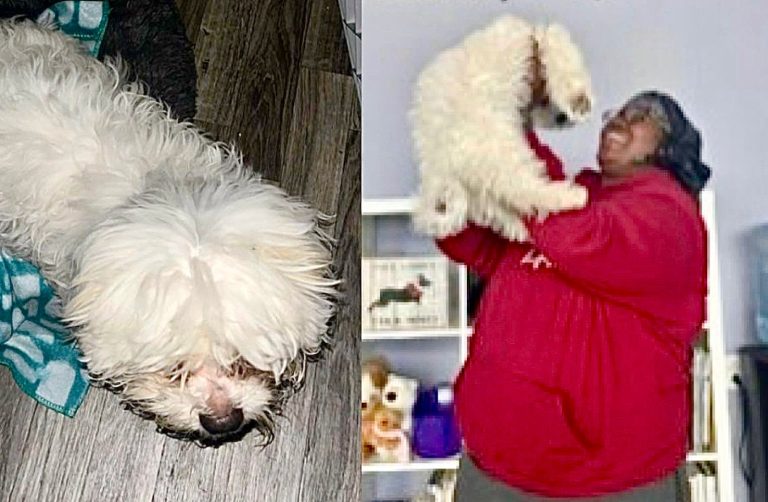 Shih Tzu Reunited With Guardian After Alleged Ransom & Burglary In Wisconsin