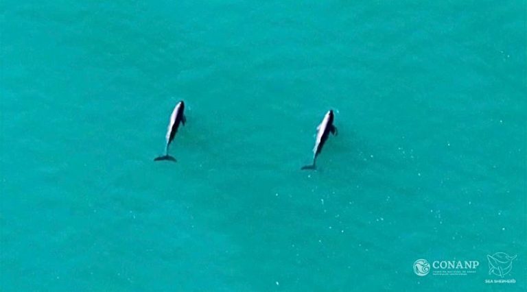 Hope For The Vaquita: New Sightings Signal Progress In The Fight Against Extinction