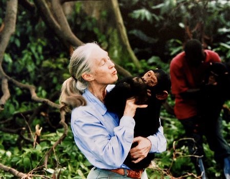Rest In Heaven, Dr. Jane Goodall: Beloved Conservationist Passes Away at 91