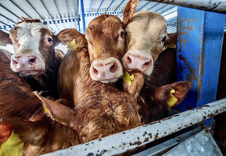 Trapped At Sea: Nearly 3,000 Cows Suffer In One Of The Worst Live Export Disasters