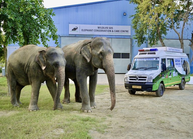 Wildlife SOS Expands Lifesaving Elephant Care Efforts With New Mobile Clinic In India