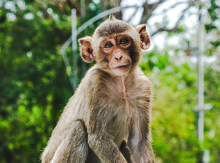 Victory! CDC Will Phase Out Cruel Primate Experiments After Pressure From White Coat Waste