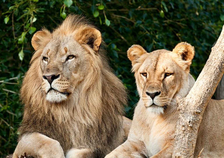 Two Elderly Lions Euthanized At New Zealand Zoo, Exposing The Cruel Reality Of Captivity