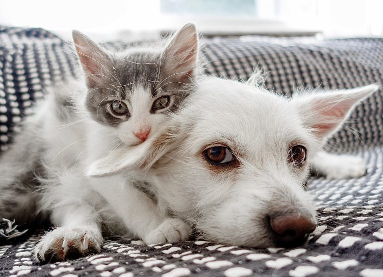 Las Vegas Ends Sale Of Dogs, Cats & Other Animals In Pet Stores, Promoting Adoption Instead