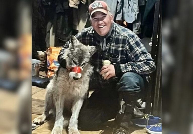 Cody Roberts Pleads Not Guilty To Running Down A Female Wolf & Killing Her In Wyoming