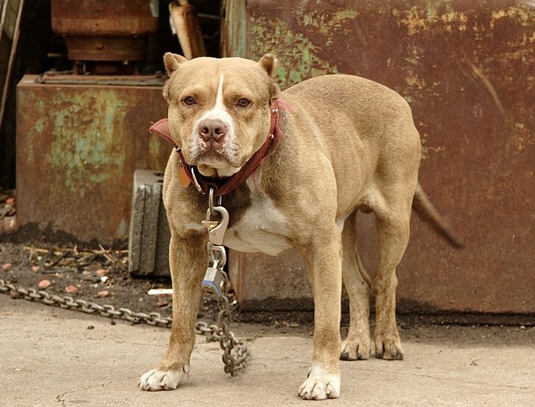 Massive Dog-Fighting Bust In Newton County, Texas; 43 People Arrested, 16 Dogs Saved