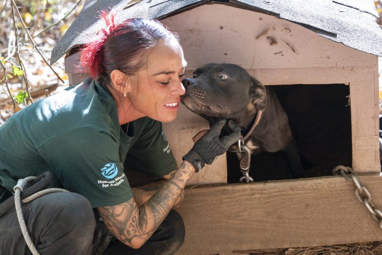 47 Dogs & Puppies Rescued From Suspected Dogfighting Operations In South Carolina