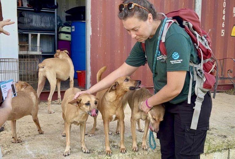 Humane World For Animals Is On The Ground In Jamaica After The Devastating Hurricane