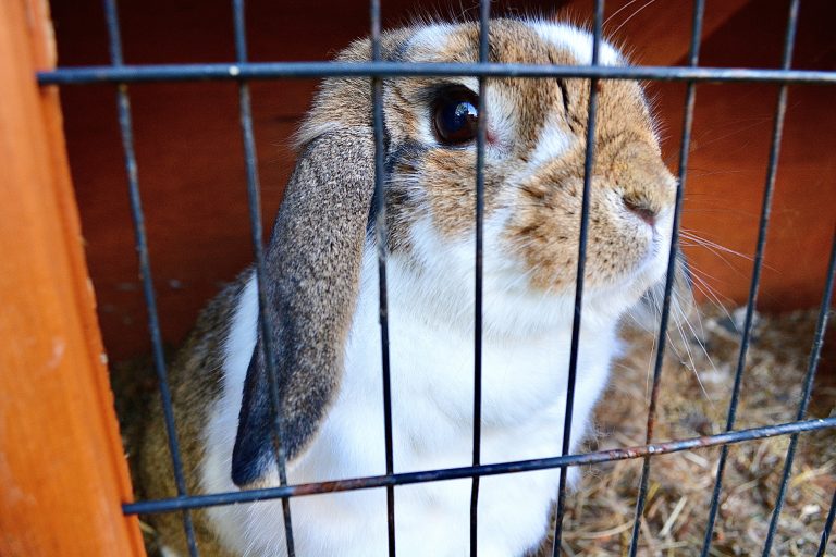 National Campaign Urges Petland To End The Sale Of Rabbits As Shelters Face Growing Crisis