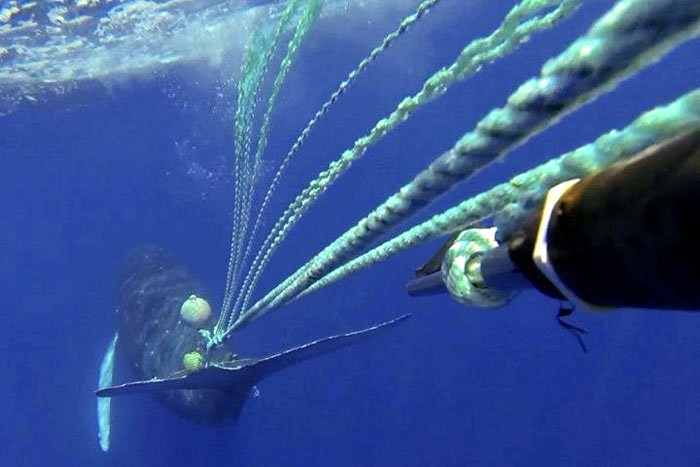 Federal Task Force Formed To Reduce Pacific Humpback Whale Entanglements