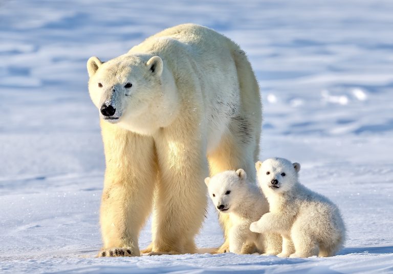 Congress Overturns Vital Alaskan Conservation Plan, Leaving Critical Habitat Unprotected