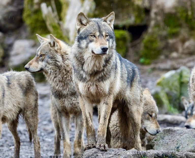 The War On Wolves Continues: Lawmakers Push To Strip Gray Wolves Of Endangered Species Protections