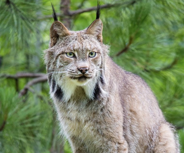 Industrial Logging Plan Threatens Lynx, Grizzlies, And Elk In Montana’s Lolo National Forest
