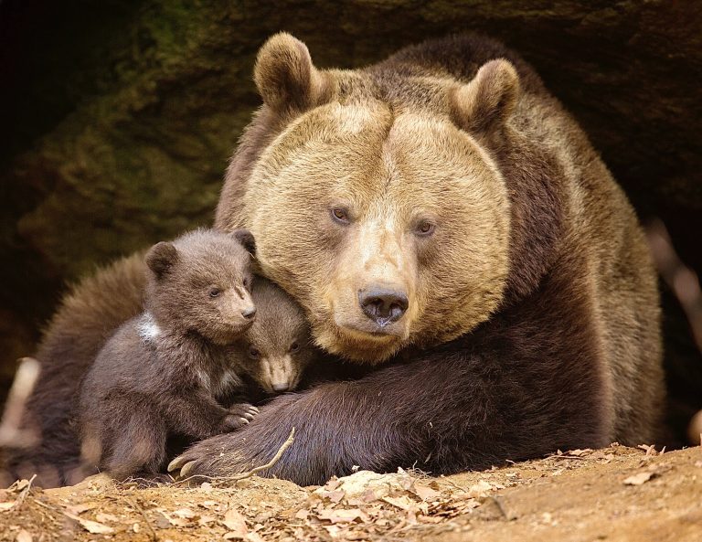 Mass Bear Killing Program In Alaska Sparks Lawsuit Over Constitutional Violations