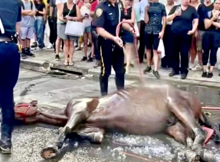 NYC Council Rejects Ryder’s Law Despite 80% Of New Yorkers In Support Of Banning Carriages
