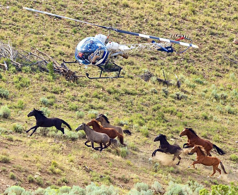 U.S. Congress Keeps Wild Horse Slaughter Ban, Yet Cruel Roundups Continue