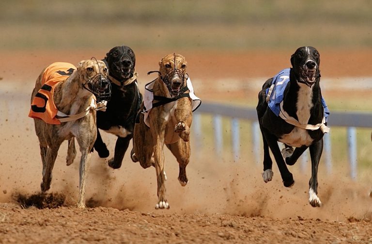 Tasmania Takes Historic Step Toward Ending Cruel Greyhound Racing For Good