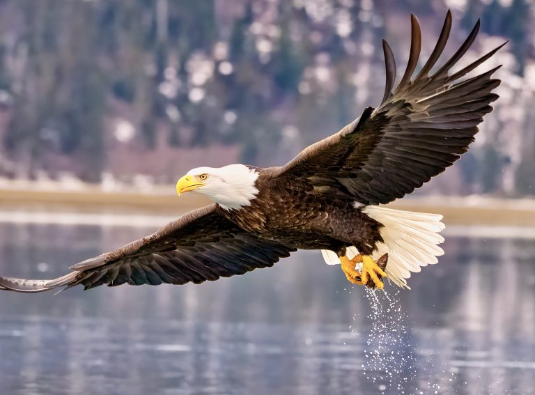 Wildlife And Wetlands At Risk After EPA Moves To Strip Clean Water Act Protections