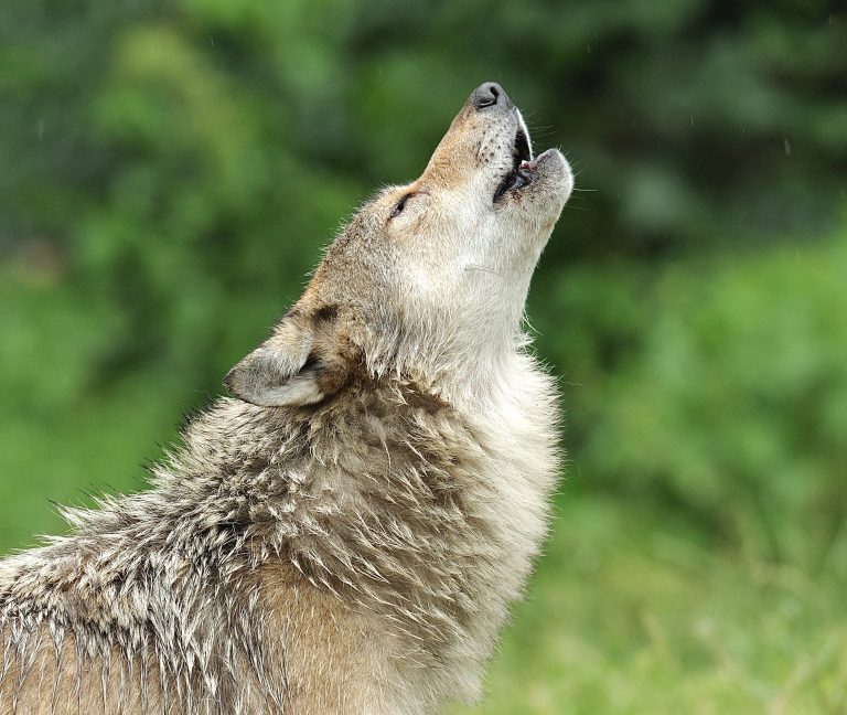 We Urge The Trump Administration To Strengthen, Not Weaken, The Endangered Species Act
