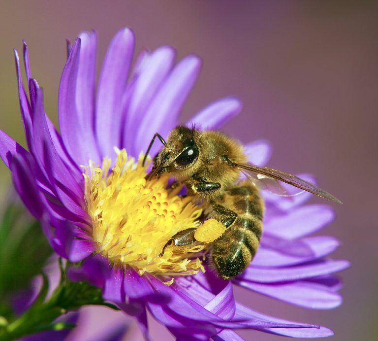 EPA Approves Another PFAS “Forever Chemical” Pesticide Despite Clear Risks To Children & Wildlife