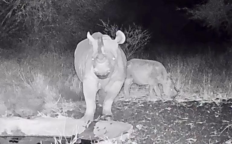 Critically Endangered Black Rhino Calf Born In Kenya Offers New Hope For The Species