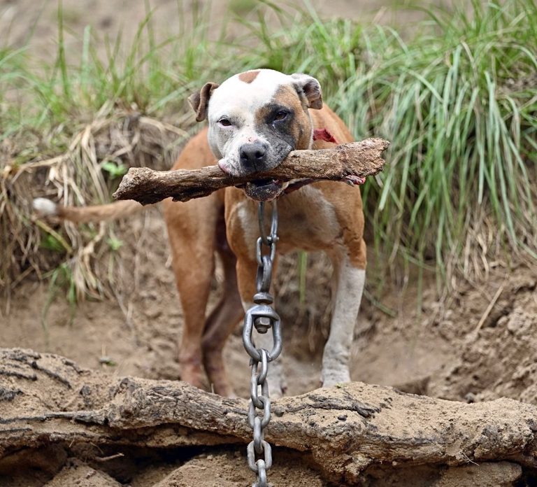 More Than 80 Dogs Rescued From Suspected Dogfighting Bust In Florida