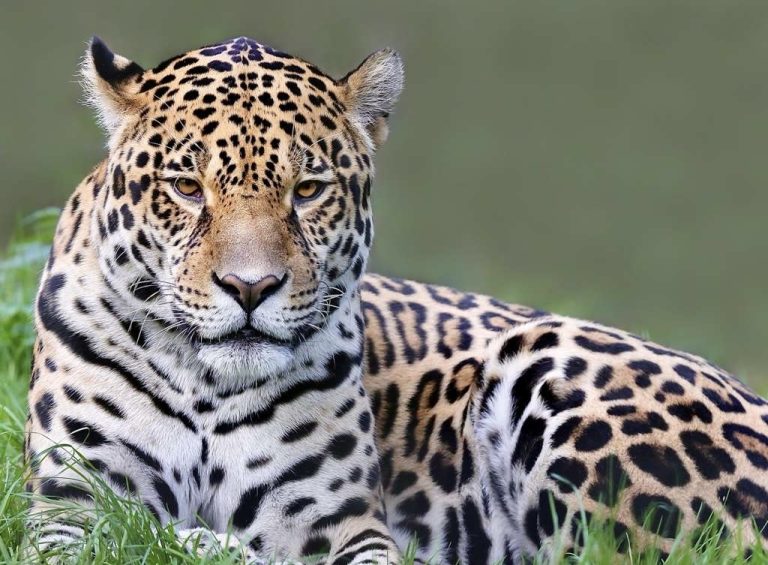 Victory! Colombia Passes Historic Ban On New Oil, Gas, And Large-Scale Mining Projects In The Amazon