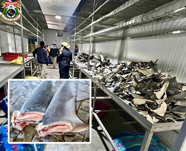 Over 10,000 Shark Fins Seized In Peru In Major Blow To The Brutal Fin Trade