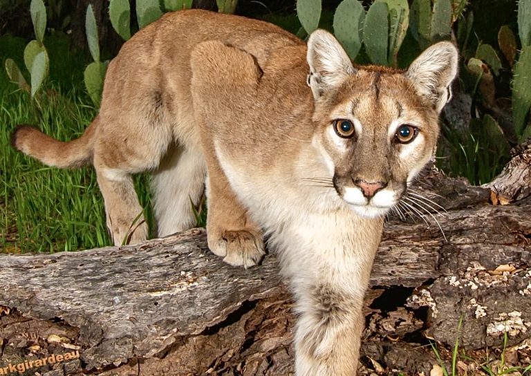 Lifeline For Pumas: California Moves Toward Endangered Species Protections For Mountain Lions