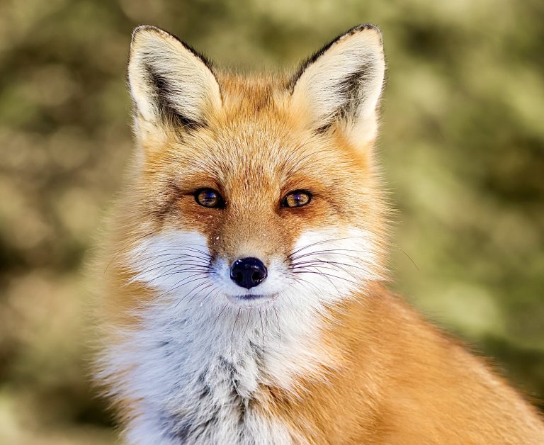 Hearst Magazines Takes A Stand For Animals And Officially Goes Fur-Free!