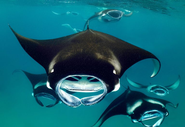 Victory! More Than 70 Shark & Ray Species Granted Landmark Global Protections Under CITES