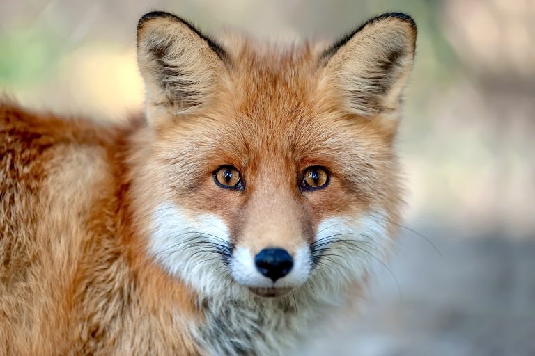 Historic Win! Poland Becomes 18th EU Nation To Ban Cruel Fur Farming