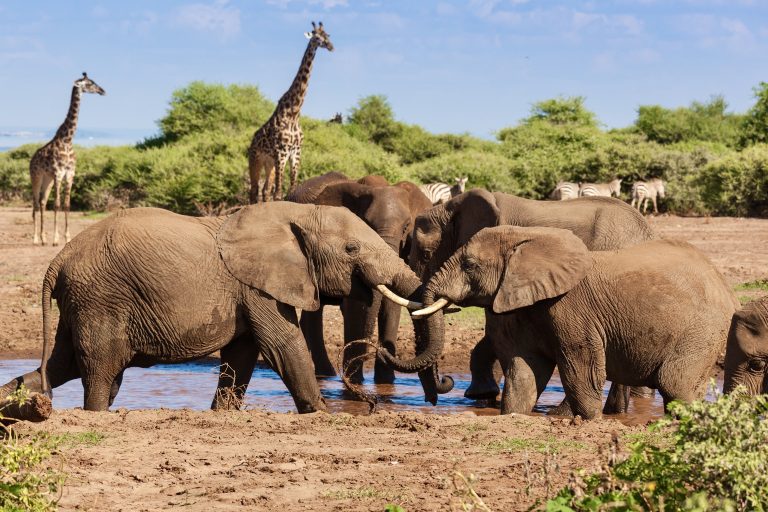 Major Win At CITES CoP20: Protections For Iconic Elephants, Giraffes & Rhinos Upheld
