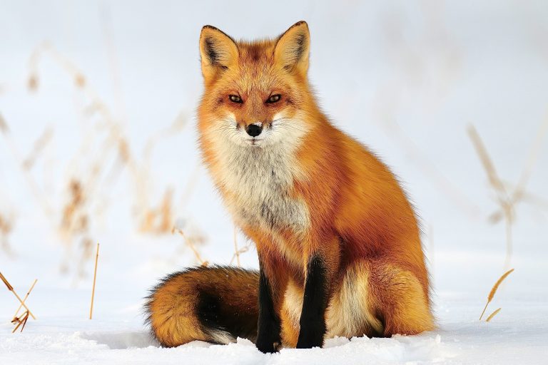 Victory! New York Fashion Week Goes Fur-Free In Historic Move For Animal Welfare