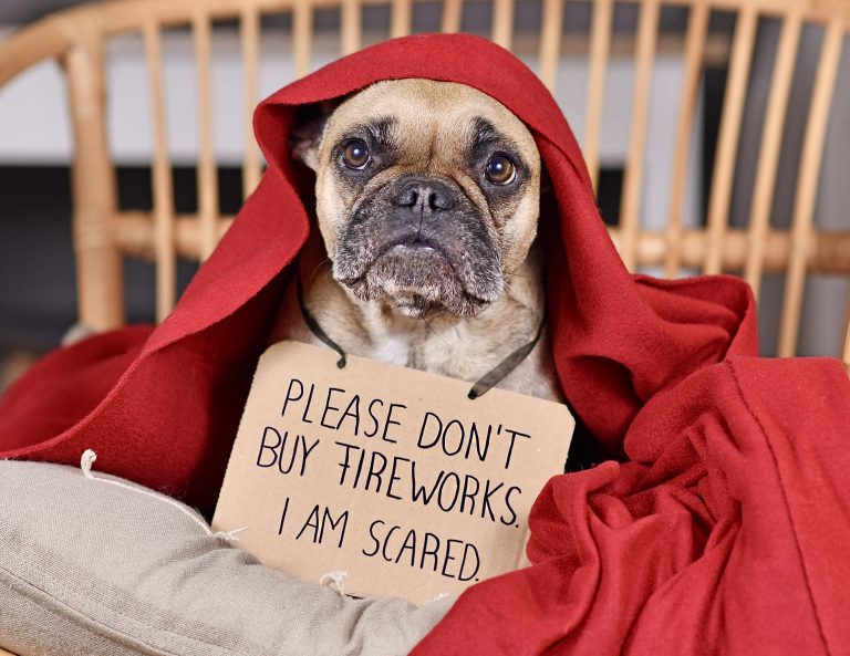 Netherlands Bans Public Sale And Use Of Fireworks Nationwide, Protecting People And Animals
