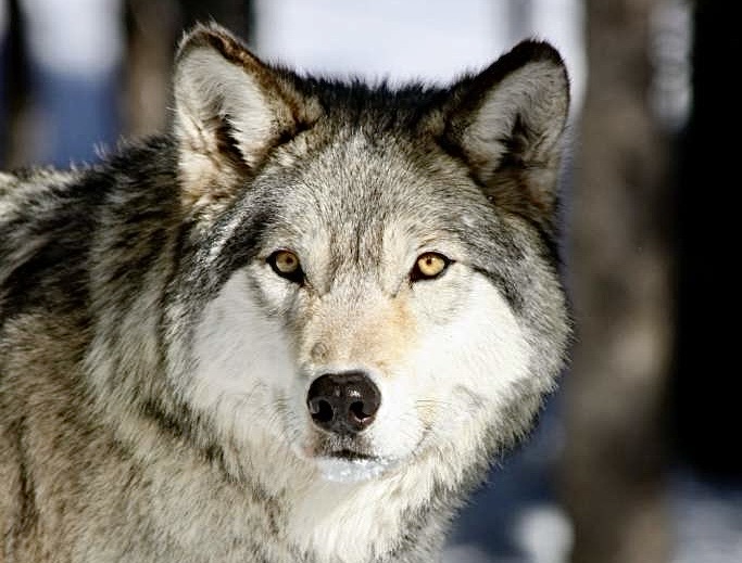 Urgent Action Needed: U.S. House Passes Bill To Strip Gray Wolves Of Protections; Final Vote In The Senate