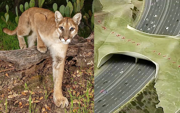 World’s Largest Wildlife Crossing Nears Completion, Now Offering Public Tours
