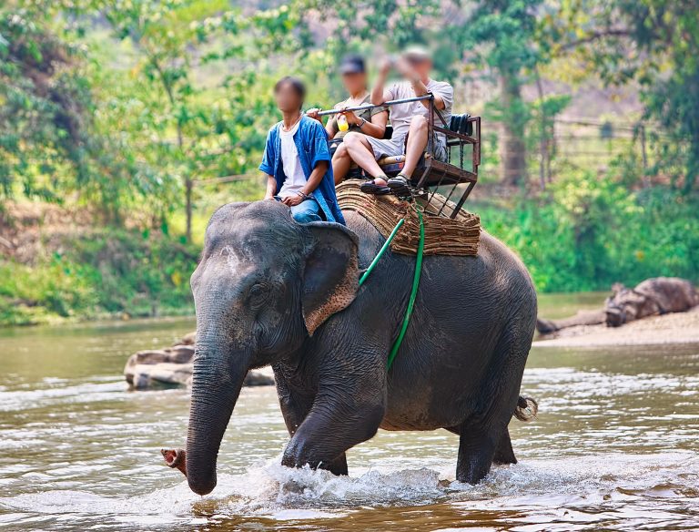 Bali Zoo Ends Elephant Rides After Government Issues Animal Welfare Directive