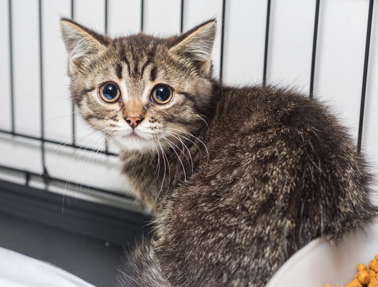Cruelty In Canada: Investigation Uncovers Millions In NIH Funds For Animal Testing